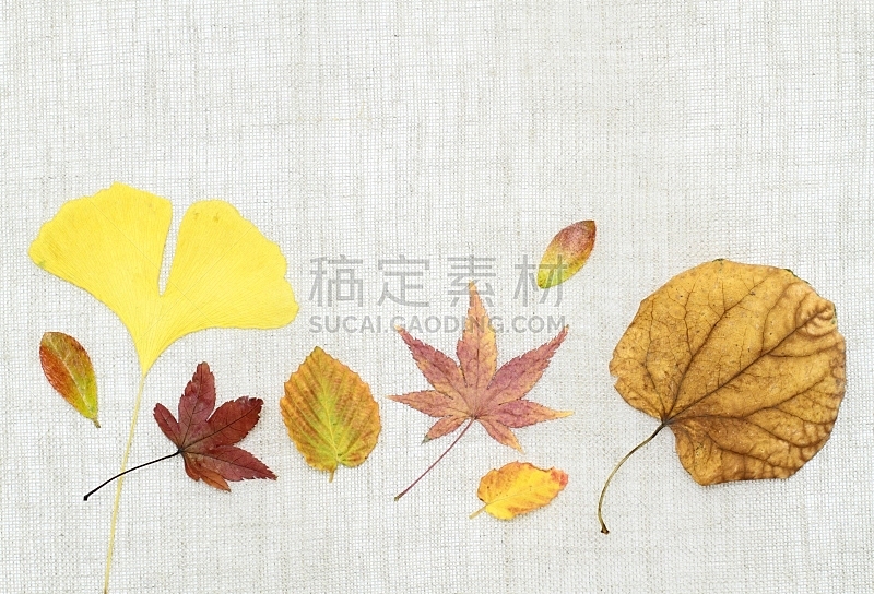 叶子,银杏,鸡爪枫,自然,褐色,水平画幅,纺织品,秋天,无人,日本
