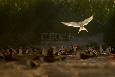 燕鸥,野生动物,灰色,黄昏,翅膀,黑色撇水鸟,动物,鸟类,尾巴,户外