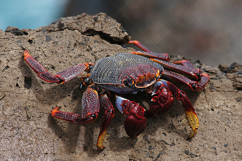 sally lightfoot crab,马德拉,自然,野生动物,水平画幅,沙子,岩石,大西洋,大西洋群岛,海产