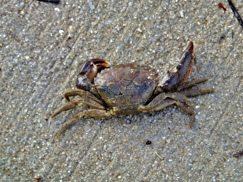 锯缘青蟹,食品,图像,佛罗里达,海洋,一只动物,美国,海鱼,贝壳,甲壳动物