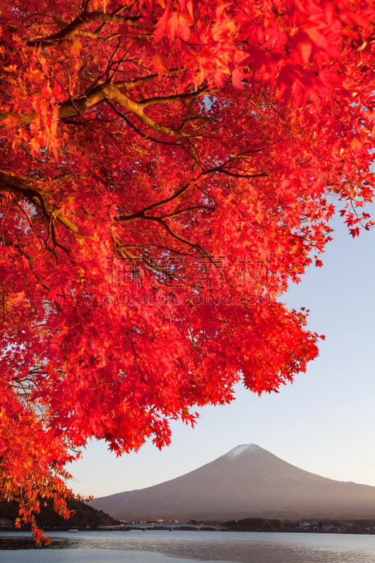 山,富士山,枫叶,河口湖,富士河口湖,山梨县,自然,垂直画幅,秋天,无人