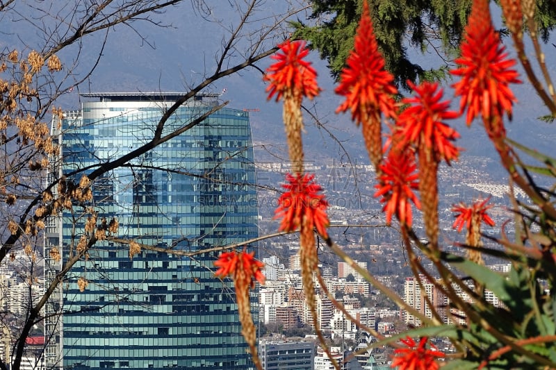 芦荟,烛台,圣地亚哥 ,现代,植物,背景,天空,城市,都市风景,城市天际线