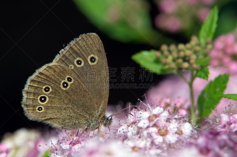 小环纹蝴蝶,长卷发,厄普兰,褐色,水平画幅,蝴蝶,动物身体部位,野外动物,白色,瑞典