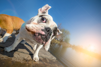 英格兰斗牛犬,水,狗,幽默,日光浴,留白,休闲活动,水平画幅,无人,湿