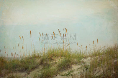 海滩,沙丘,极端地形,野生植物,云,燕麦,海草,留白,水平画幅,纹理效果
