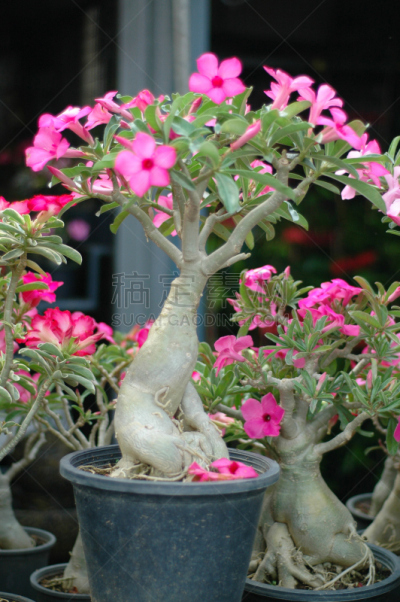盆景,粉色,樱桃树,矮小植株,身材矮小,垂直画幅,艺术,无人,泰国,植物