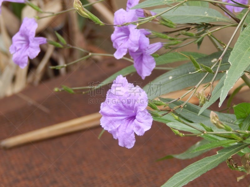 Plantação de flores cor lilás, flores naturais, orgânicas e artesanais, cultivadas no jardim de casa.