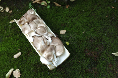 蘑菇,竹子,蔬菜,篮子,清新,自然界的状态,背景分离,食品,泰国,成分