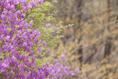 杜鹃花,自然,温带的花,水平画幅,地形,无人,仁川,户外,春天,韩国