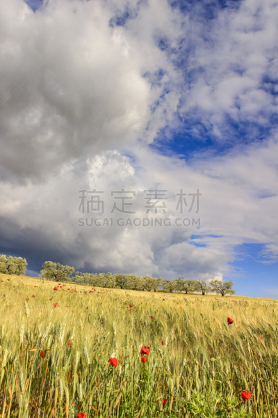 绿色,地形,意大利,山,春天,在之间,巴西利卡塔大区,阿普利亚,垂直画幅,风