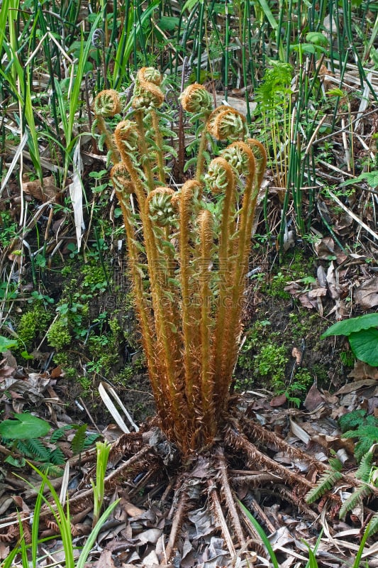 蕨类,茎,厚的,木制,自然,垂直画幅,鸵鸟 fern,鳞毛蕨科,无人,生物学