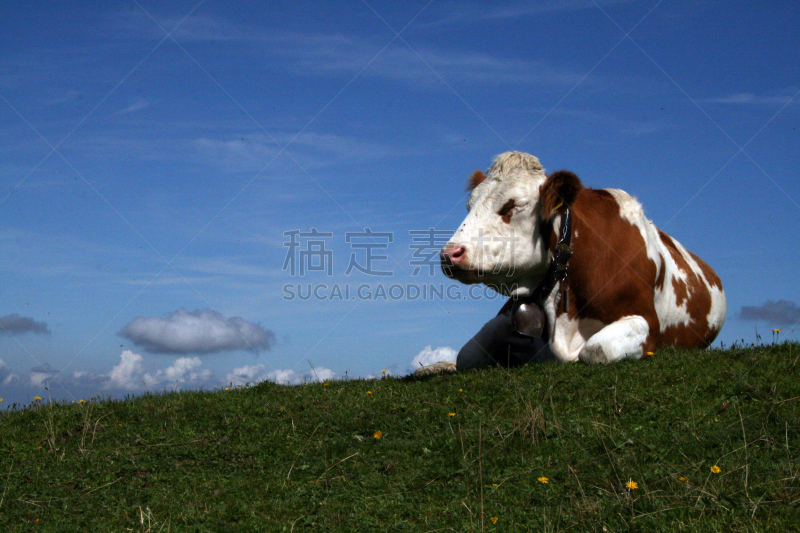 山,巴伐利亚塑像,自然,褐色,草地,水平画幅,无人,欧洲,户外,母牛