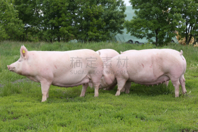 兽群,农场,环境,食草,猪,生物学,动物,水平画幅,小鸽河,夏天