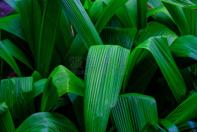 植物园,植物群,水,美,兰花,公园,水平画幅,形状,无人,热带雨林
