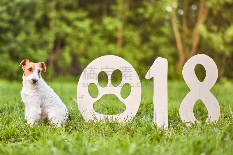 福克斯猎狐犬,新年前夕,狗,可爱的,2018,幸福,派克大街,公园,新的,水平画幅