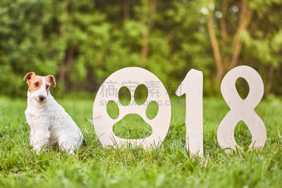 福克斯猎狐犬,新年前夕,狗,可爱的,2018,幸福,派克大街,公园,新的,水平画幅
