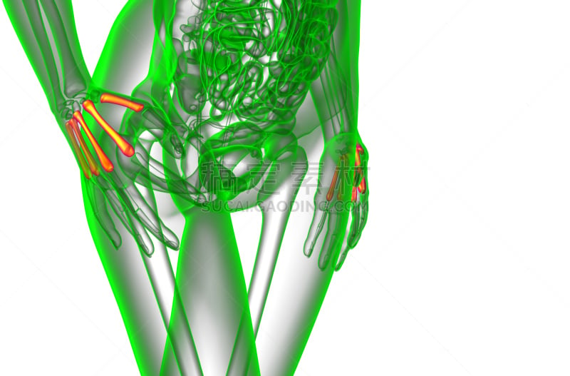 健康保健,掌骨,骨骼,绘画插图,三维图形,人,部分,图像,人类骨架
