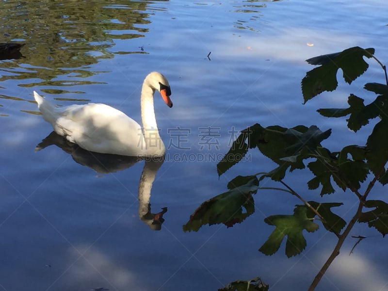 天鹅,白色,水,水平画幅,无人,情人节,鸟类,动物习性,野外动物,户外