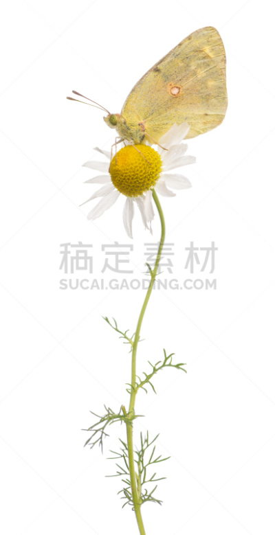 雏菊,云,硫磺,clouded yellow butterfly,云硫蝴蝶,普通雏菊,春白菊花,垂直画幅,无脊椎动物,野生动物