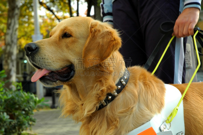 导盲犬,水平画幅,导游,智慧,人,动物杂技,损坏的,培训课,友谊,能力缺陷者