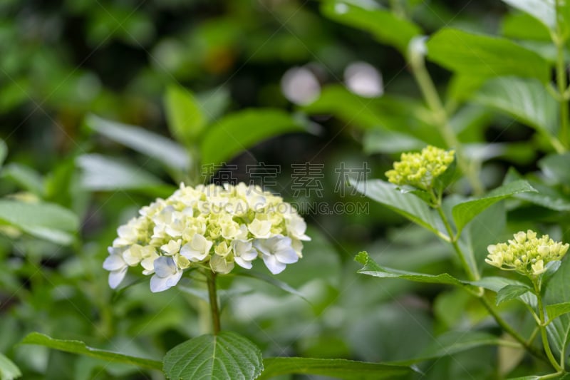 八仙花属,美,公园,水平画幅,枝繁叶茂,无人,五月,湿,纯净,东亚