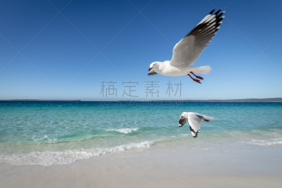 新南威尔士,澳大利亚,海岸线,海姆斯海滩,干净,在上面,两只动物,纯净,逃避现实,鸟类