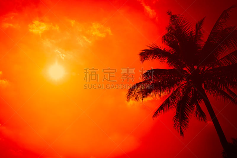 天空,夏天,海滩,季节,日光,白昼,背景,棕榈树,热,剪影