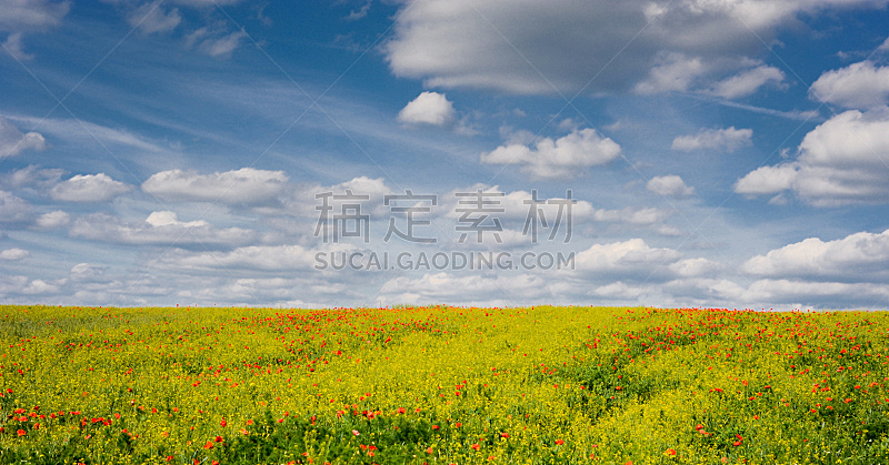 油菜花,植物,蓝色,田地,云,天空,水平画幅,无人,夏天,户外