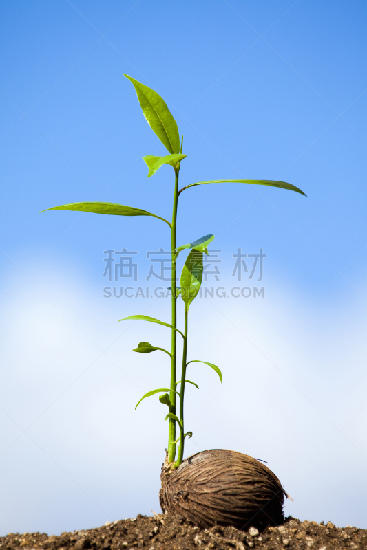 秧苗,现代,自然,垂直画幅,天空,绿色,云,地形,无人,蓝色