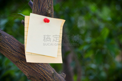 枝,背景,便签,空白的,留白,枝繁叶茂,古典式,标签,图钉,书页