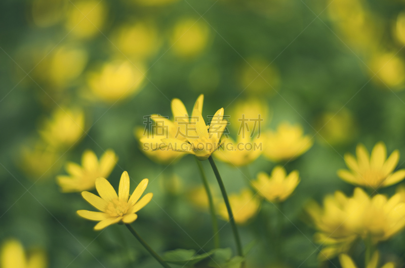 黄色,白屈菜,选择对焦,黄绿藻,水平画幅,云,无人,毛莨科,户外,前景聚焦