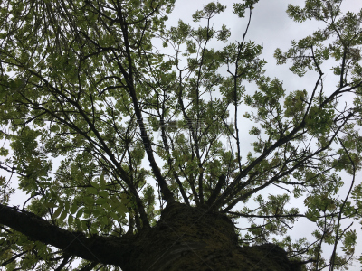 灰树,鹭管鱼,五月,自然,水平画幅,无人,艾克塞特,爱塞特,植物,英国