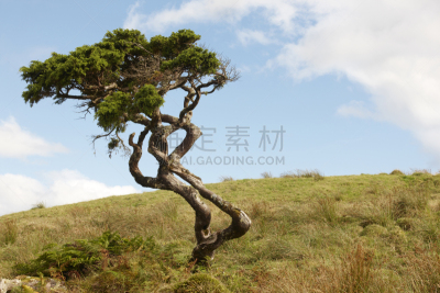 皮科,草地,岛,雪松,寂寞,亚速尔群岛,葡萄牙,气候,芳香的,水平画幅