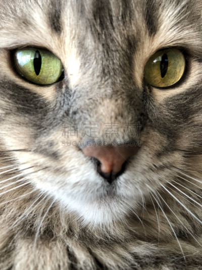 灰色,猫,特写,人的脸部,可爱的,肖像,哺乳纲,猫科动物,一只动物,动物