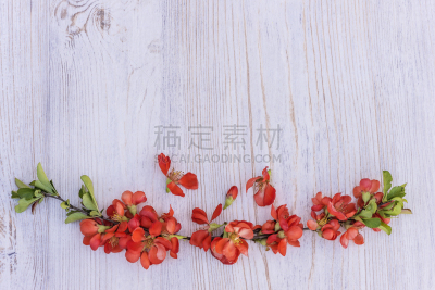 春天,概念,皱皮木瓜,厚木板,自然,自然现象,式样,水平画幅,无人,嫩枝