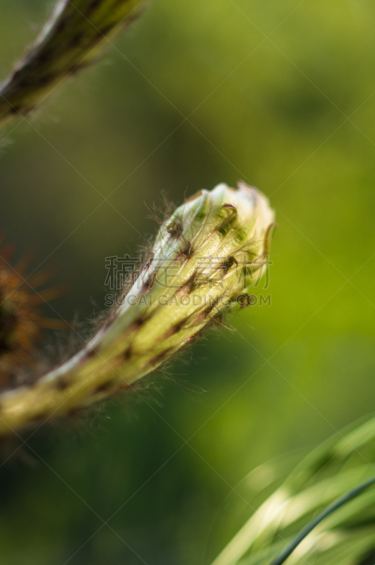 仙人掌,桶仙人掌,垂直画幅,芳香的,下水塞,装管,荆棘,尖利,夏天,干的