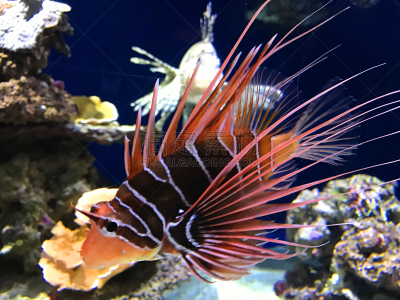 蓑鲉,水,水肺潜水,水下,野外动物,动物鳍,白色,礁石,热带气候,动物骨