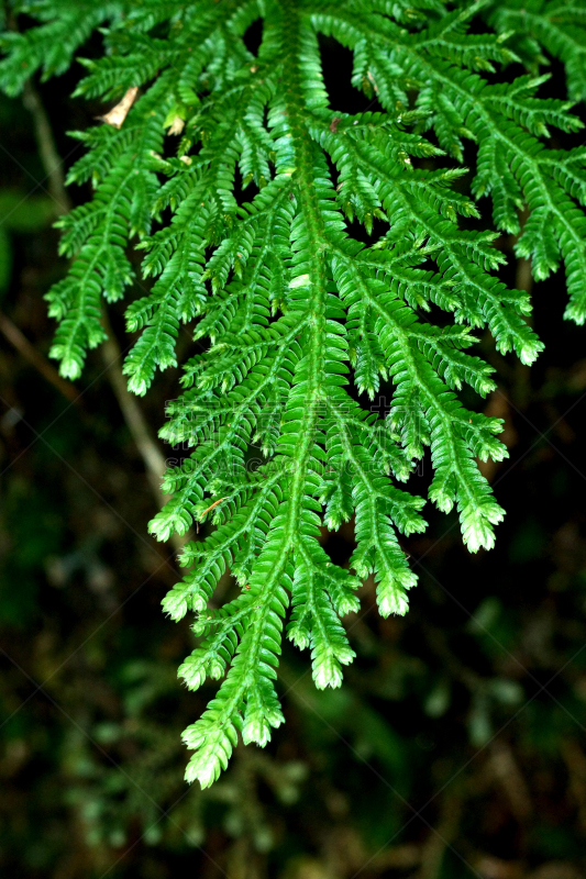 清新,蕨类,叶子,绿色,尖的,家庭,苔藓,欧洲蕨,活力,气候