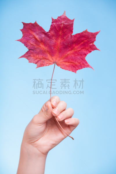 毛细血管,红色,符号,干的,叶子,皮肤,手,接力赛,健康保健,部分
