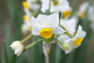 日本,越前,海岸线,福井县,水仙花,天空,美,水平画幅,枝繁叶茂,无人
