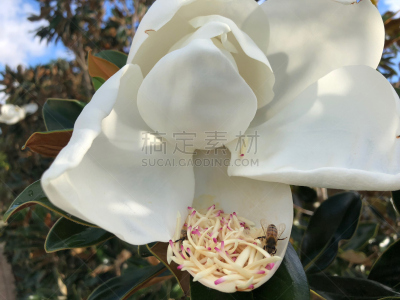 蜜蜂,玉兰类,美,水平画幅,枝繁叶茂,户外,白人,植物,淡水木兰植物,叶子
