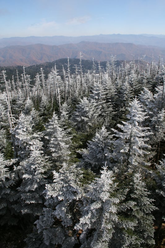 Clingman's Dome,自然,垂直画幅,松树,旅游目的地,雪,无人,蓝色山脊山脉,户外