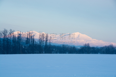 雪,山,贺卡,旭岳火山,黄昏,日本落叶松,深雪,背景,大雪山国家公园,大雪山