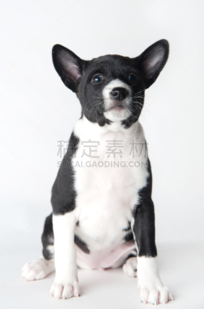 小狗,巴辛吉,白色背景,垂直画幅,纯种犬,小的,可爱的,爪子,动物身体部位,面部表情