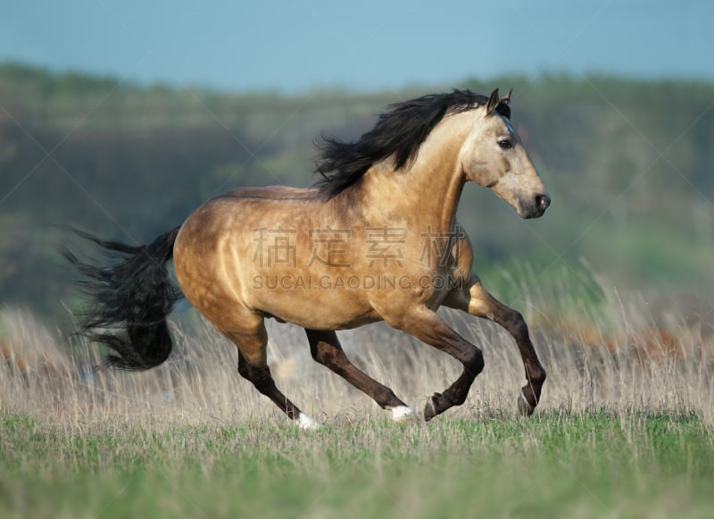 lusitano horse,种马,非滑雪场地的滑雪,斯普林费德,美,迅速,草地,水平画幅,家畜,户外