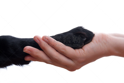 狗,人,在之间,导盲犬,爪子,动物医院,兽医,宠物,欢迎标志,水平画幅
