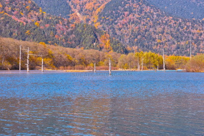 秋天,大正池,梓川,日本落叶松,日本阿尔卑斯山脉,落叶松,水,水平画幅,长野县,无人