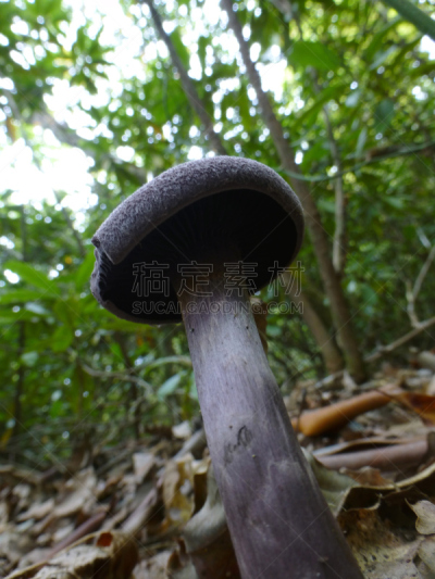 紫蜡蘑,自然,垂直画幅,真菌,美国,非都市风光,无人,蘑菇,森林,户外