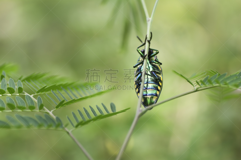 昆虫,宝石甲虫,枝,美,水平画幅,无人,生物学,金属,特写,泰国