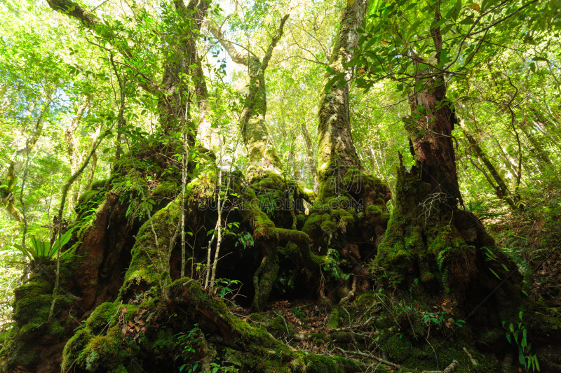 In the Australian rainforest